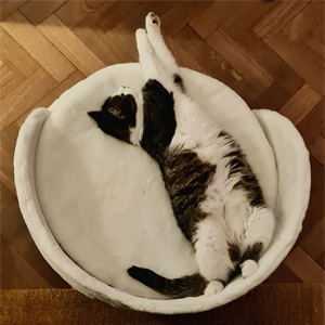 Divanetto Lettino Gatto divanetto per cani lettino per cani cuccia cane interno taglia piccola cucce
