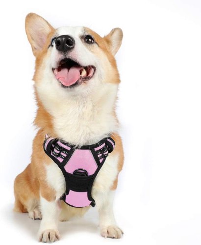 Harnais Chien