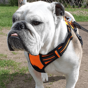 Harnais Chien
