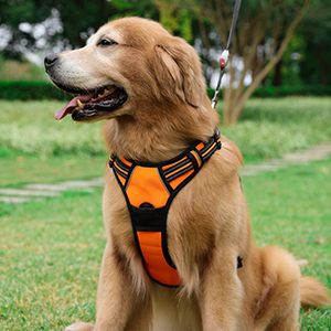Harnais Chien