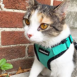 Arnés para gatos/Arnés para gatos/Correa verde para gatos