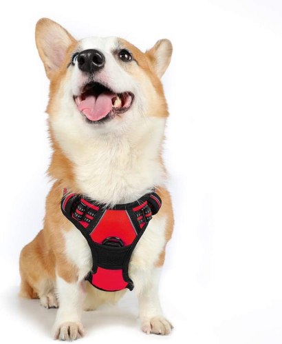 Harnais Chien