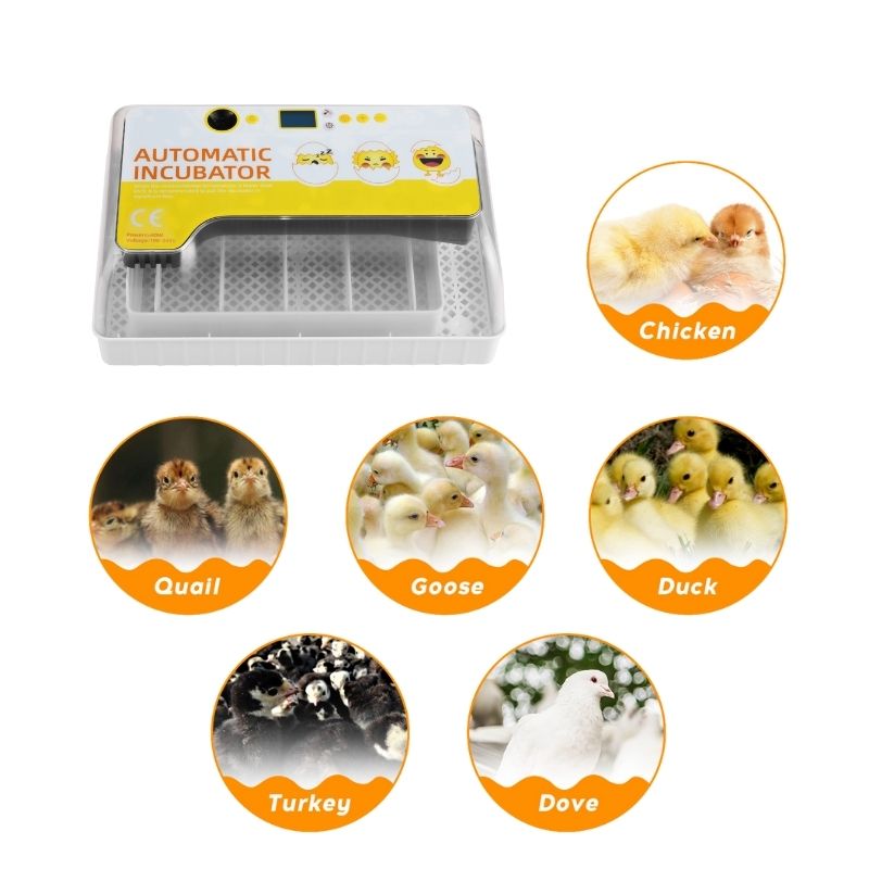 Couveuse Automatique 12 Oeufs Avec Mirage De LED Pour L'observation Des Oeufs - Incubateur Intelligent Numérique Pour Volaille - Contrôle De La Température - Blanc -Trixie || Flamingo Soldes Magasin AAHKMJXYDAFdJAOAIMEbOAchxxmgmvIItZS6o7wq5RbzOezTYu Su7VNV