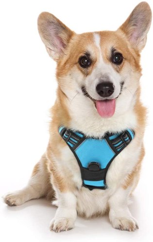 Harnais Chien