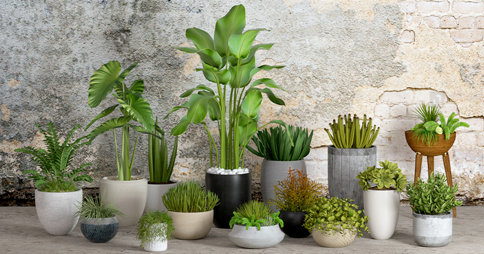 Jardiniere
