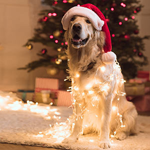 class=wp-image-2409984