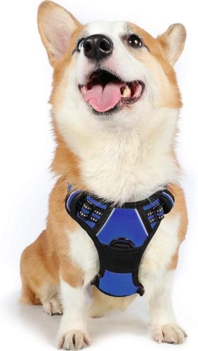 Harnais Chien