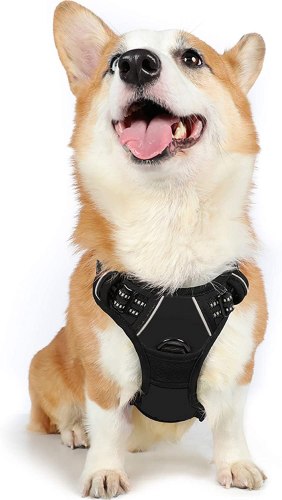 Harnais Chien