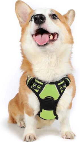 Harnais Chien
