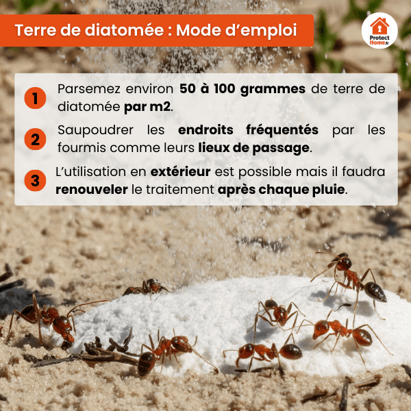 eliminer les fourmis