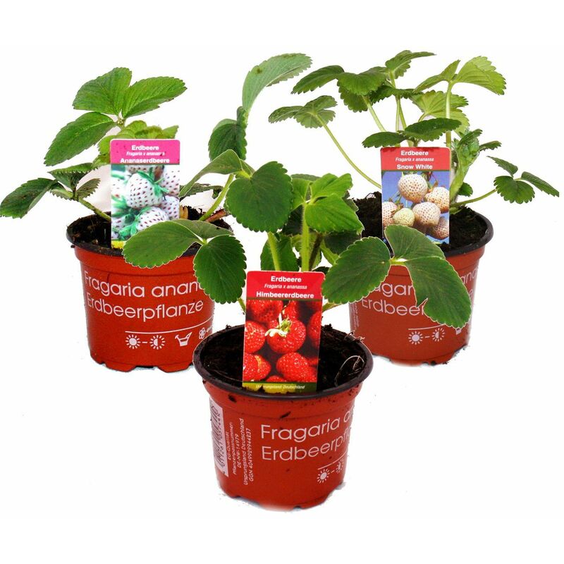 Extraordinaires variétés de fraises - 3 plantes - Fraise blanche Blanche-Neige - Ananas fraise - Framboise fraise