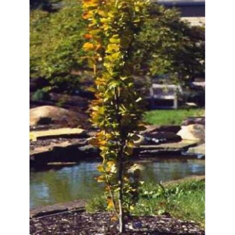 Fagus sylvatica 'Dawyck Gold'