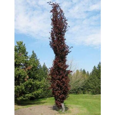 Fagus sylvatica 'Dawyck Purple'