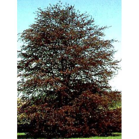 Fagus sylvatica 'Purpurea' Pot de 4L/5L