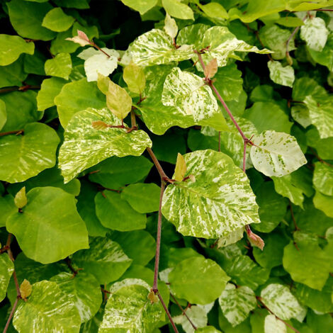 Fagus sylvatica Rolf Marquardt - Hêtre nain panaché Pot de 4L/5L