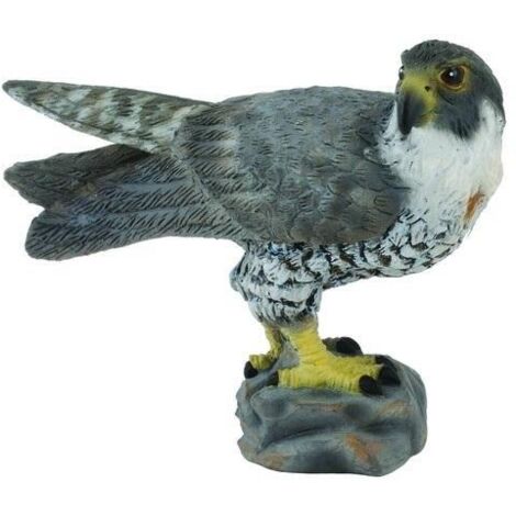 Falco