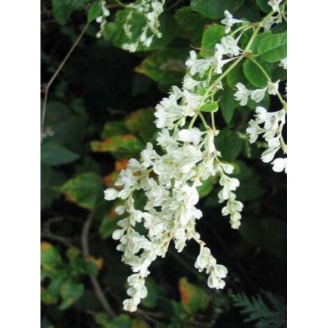 Fallopia aubertii Pot de 1,5L/2L
