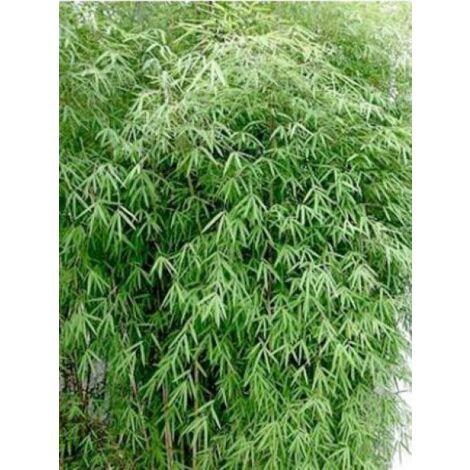 Fargesia angustissima Pot de 4L/5L