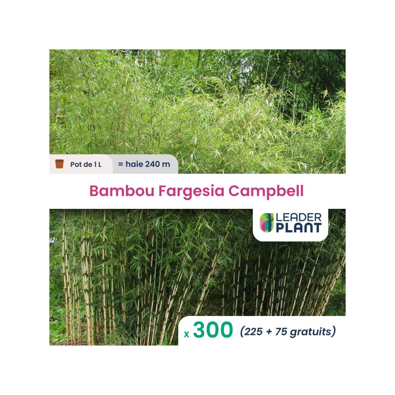 300 Bambou Fargesia Campbell en pot de 1 Litres