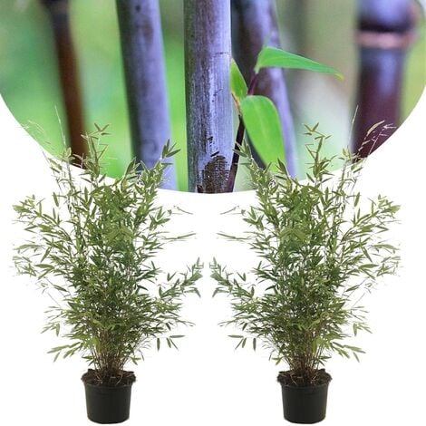 Fargesia Gansu - Set de 2 - Bambou non invasif - Pot 17cm - Hauteur 50-70cm - Vert
