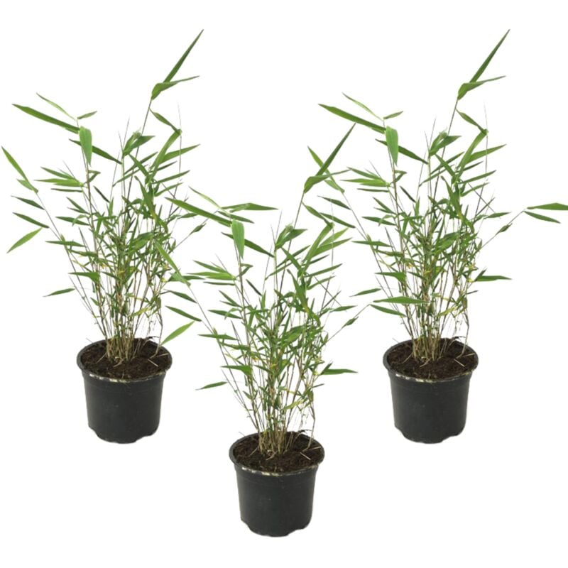 Plant In A Box - Fargesia papyrifera Grex - Lot de 3 Bambou Bleu - Pot 13cm - Hauteur 30-40cm - Vert