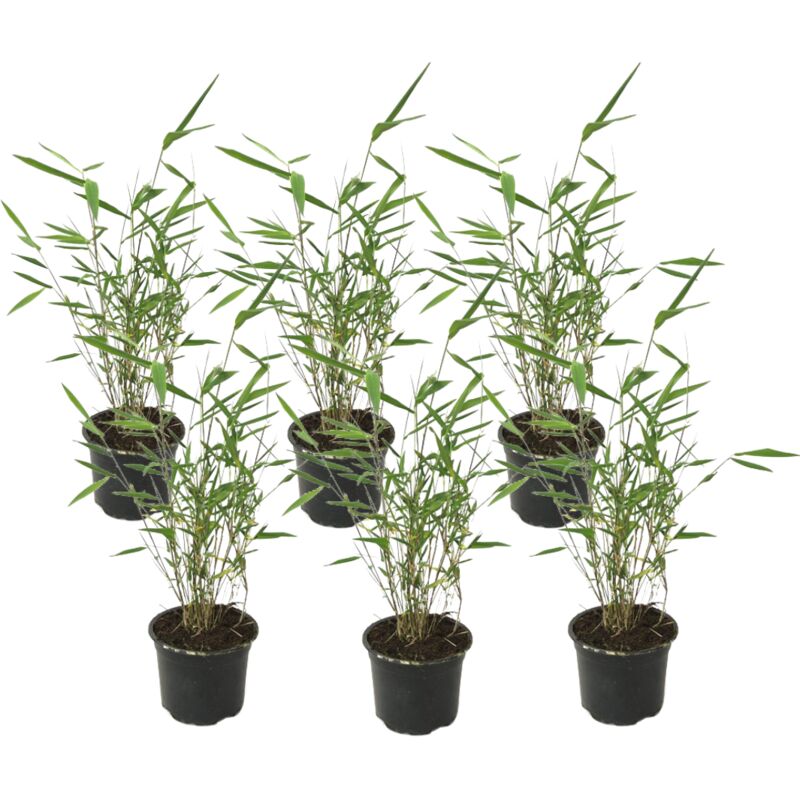 Plant In A Box - Fargesia Grex - Lot de 6 Bambou Bleu - Robuste - Pot 13cm - Hauteur 30-40cm - Vert