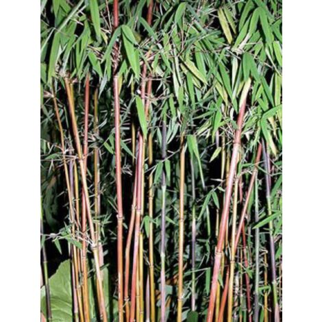 Fargesia  'Jiu' Pot de 7,5L/10L