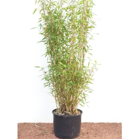 Fargesia murieliae 'Jumbo' C 60- 100
