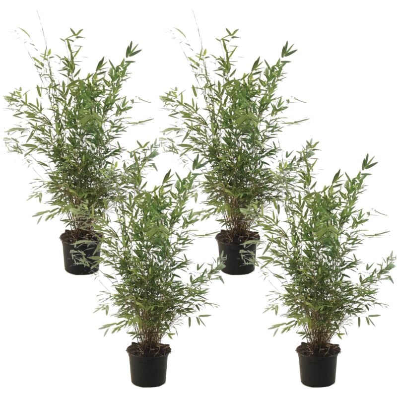 Plant In A Box - Fargesia Gansu - Set de 4 - Bambou non invasif - Pot 17cm - Hauteur 50-70cm - Vert
