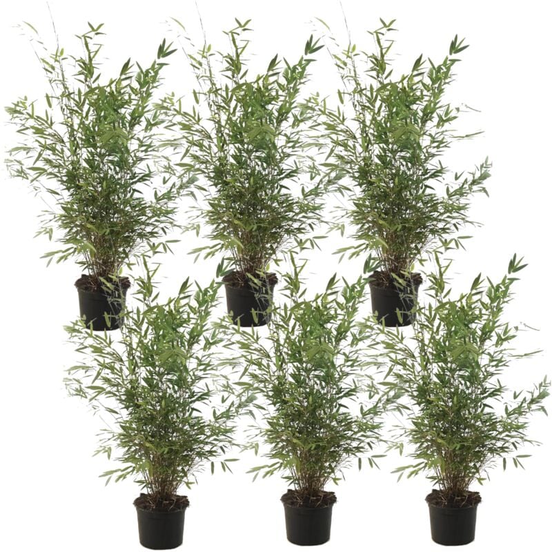 Plant In A Box - Fargesia Gansu - Set de 6 - Bambou non invasif - Pot 17cm - Hauteur 50-70cm - Vert