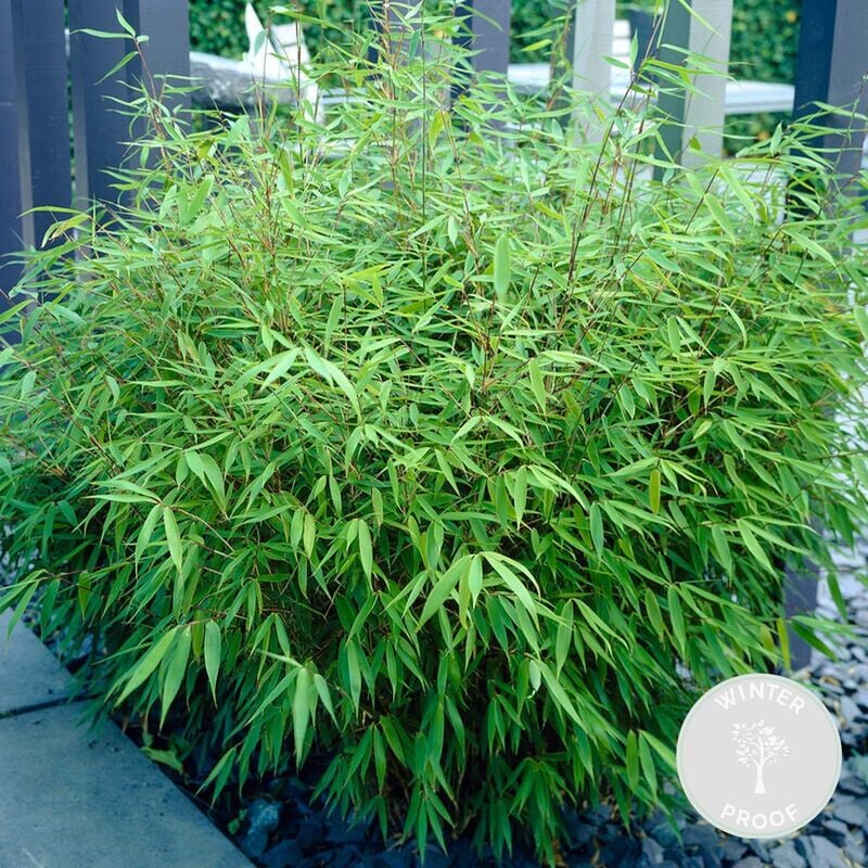 Fargesia rufa - Bambou - Plante de jardin - Rustique – ⌀23 cm - ↕60-70 cm - Green