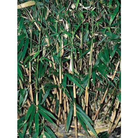 Fargesia rufa Pot de 4L/5L