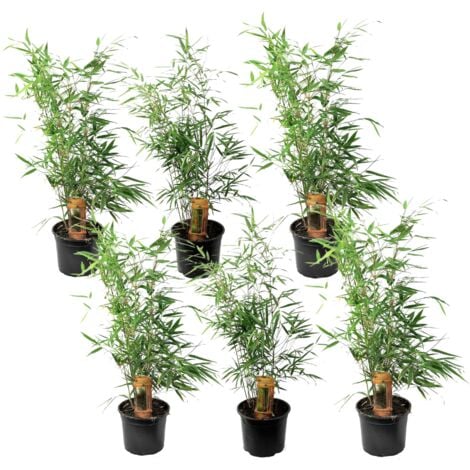 PLANT IN A BOX Fargesia Rufa - Set de 6 - Bambou non invasif - Pot 13cm - Hauteur 25-40cm