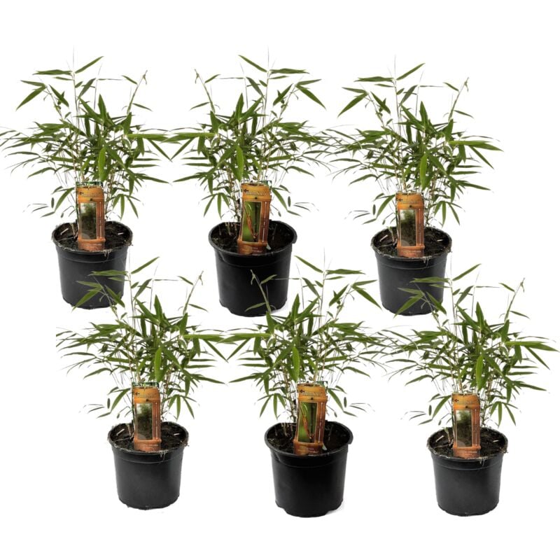 Plant In A Box - Fargesia Asian - Set de 6 - Bambou non croissant - Pot 13cm - Hauteur 25-40cm - Rouge