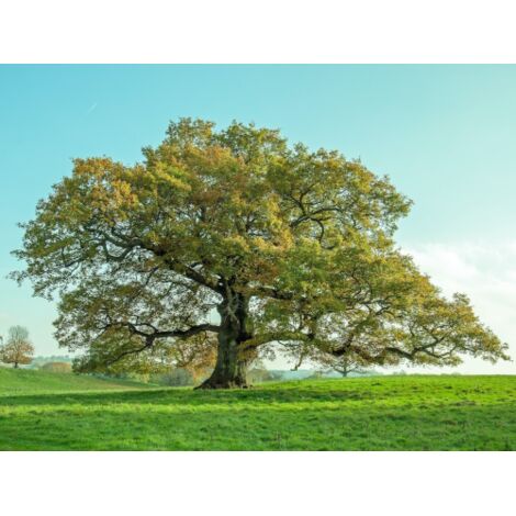 Farnia "Quercus robur" quercia comune pianta in vaso 1 Litro h 1 metro circa