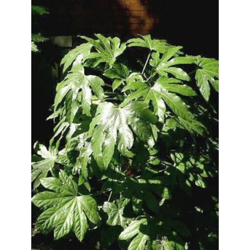 Fatsia du Japon Pot de 2L/3L