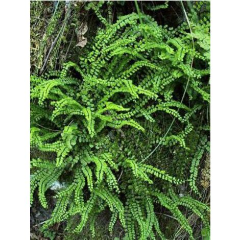 Fausse capillaire Godet de 8/9 cm