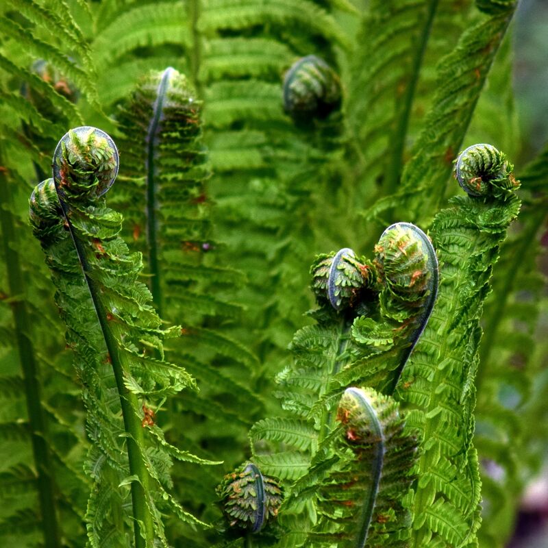 Plantes Avenue - Fausse fougère mâle affinis | Conditionnement: Lot de 9 godets