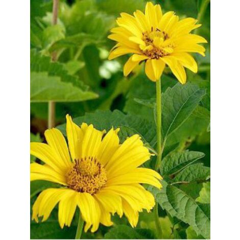 Fausse hélianthe 'Sommersonne' Godet de 7/8 cm