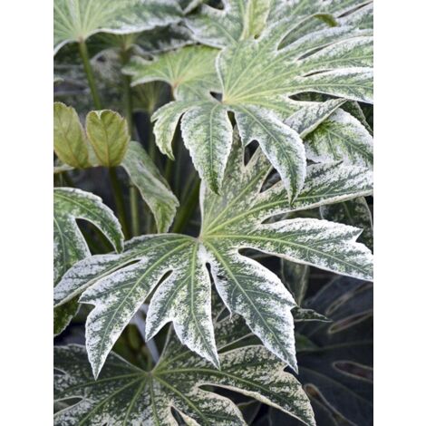 Faux aralia 'Spider's Web' Pot de 6L/7L