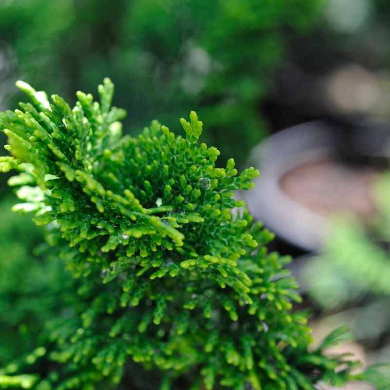 Faux cyprès Nana Gracilis (Greffée)/Pot de 3L