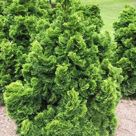 Faux cyprès obtusa Nana Gracilis