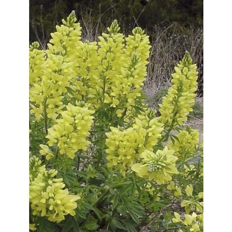 Faux lupin Godet de 8/9 cm