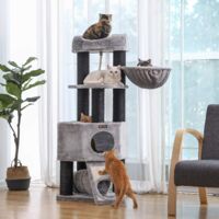 Arbre à Chat Soldes Jusquau 4 Février 2020