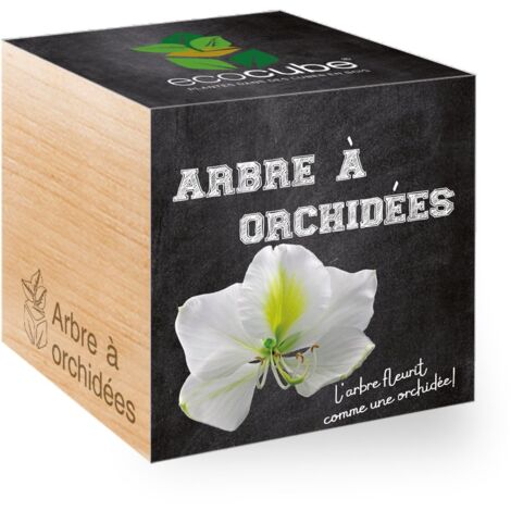 Feel Green - Ecocube, Albero di Orchidee, Idea Regalo (100% Ecologica), Kit per Far Crescere la Propria pianta, Piante in cubi di Legno da 7,5 cm, Prodotto in Austria