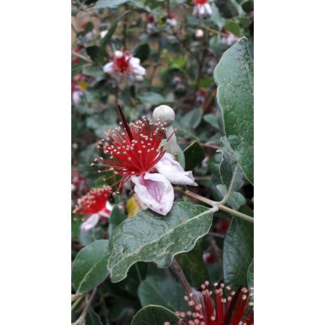 Feijoa "Acca sellowiana" Guayabo del Brasile pianta in vaso  19 h 40/50 cm