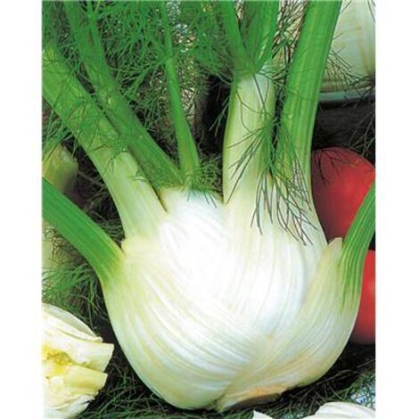 Fenouil doux de Florence – Graines de potager – Semis en juin – Riche en vitamine E – Lutte contre le vieillissement – Fabre Graines