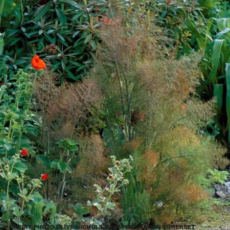 Fenouil 'Giant Bronze' Pot de 2L/3L