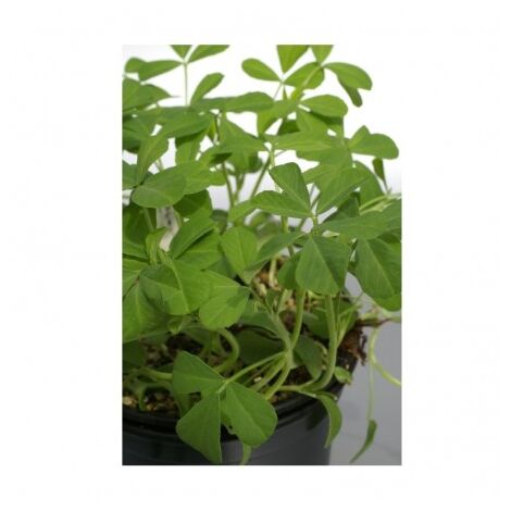 Fenugrec graines non hybrides 1g – Semis de mars à juin – Plante aromatique pour cuisine – Récolte en 4 mois – Graines Bocquet