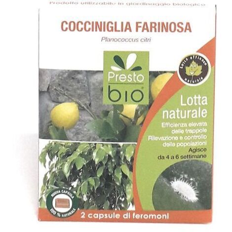 Feromone contro Cocciniglia Farinosa Ueber